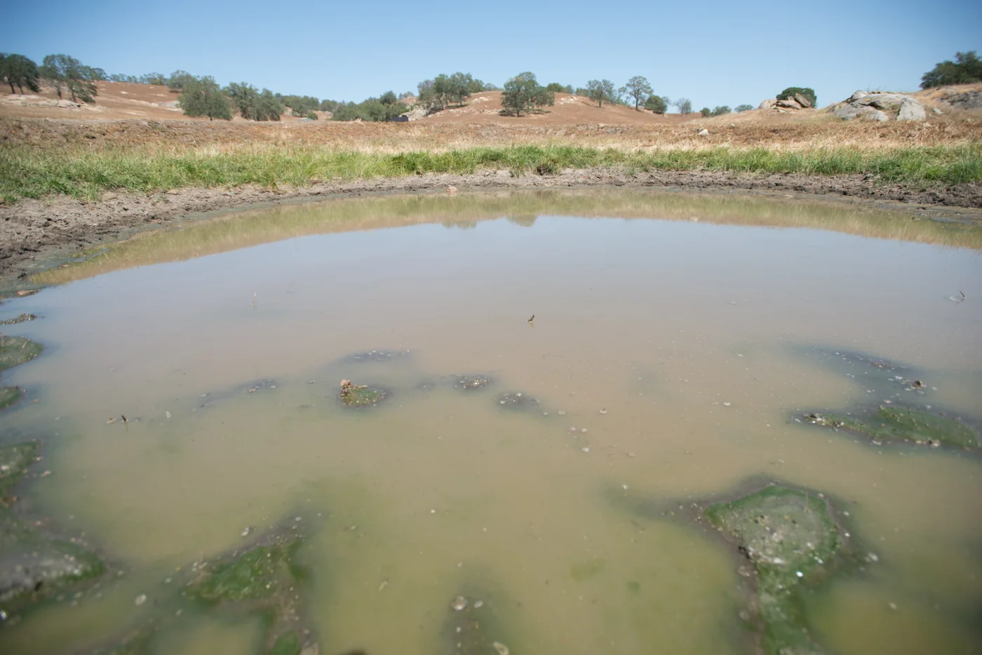 Murky stock pond at the O’Neal Ranch drought mitigation project