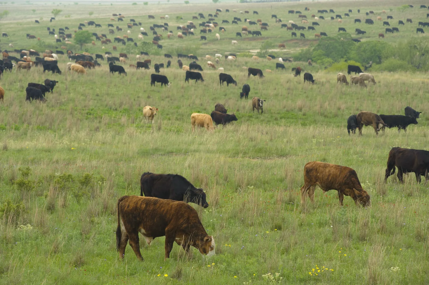 Cattle grazing on open pasture at Birdwell Clark Ranch in Henrietta, Texas